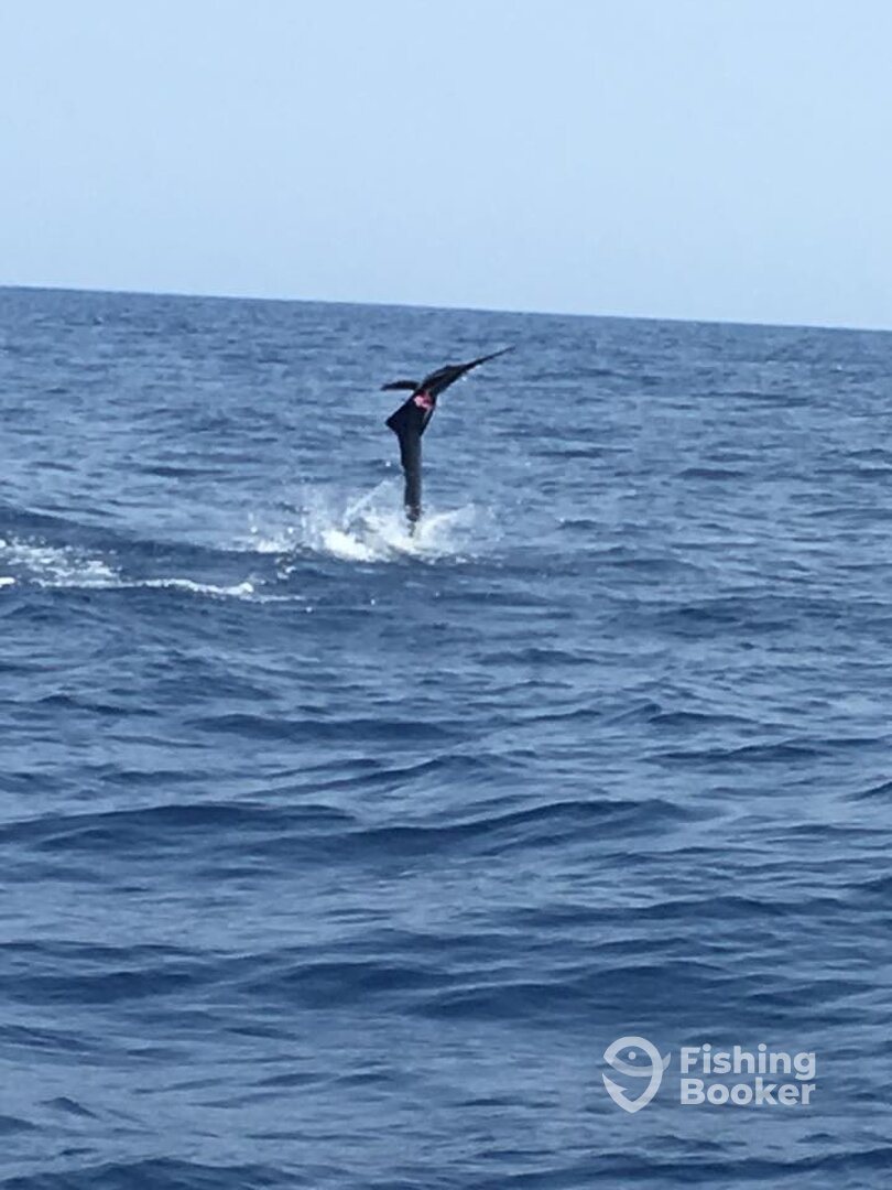 Iztapa Report Photo 0