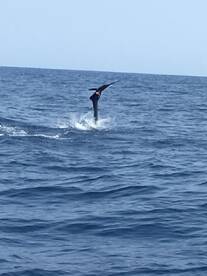 Another fantastic day of fishing aboard 