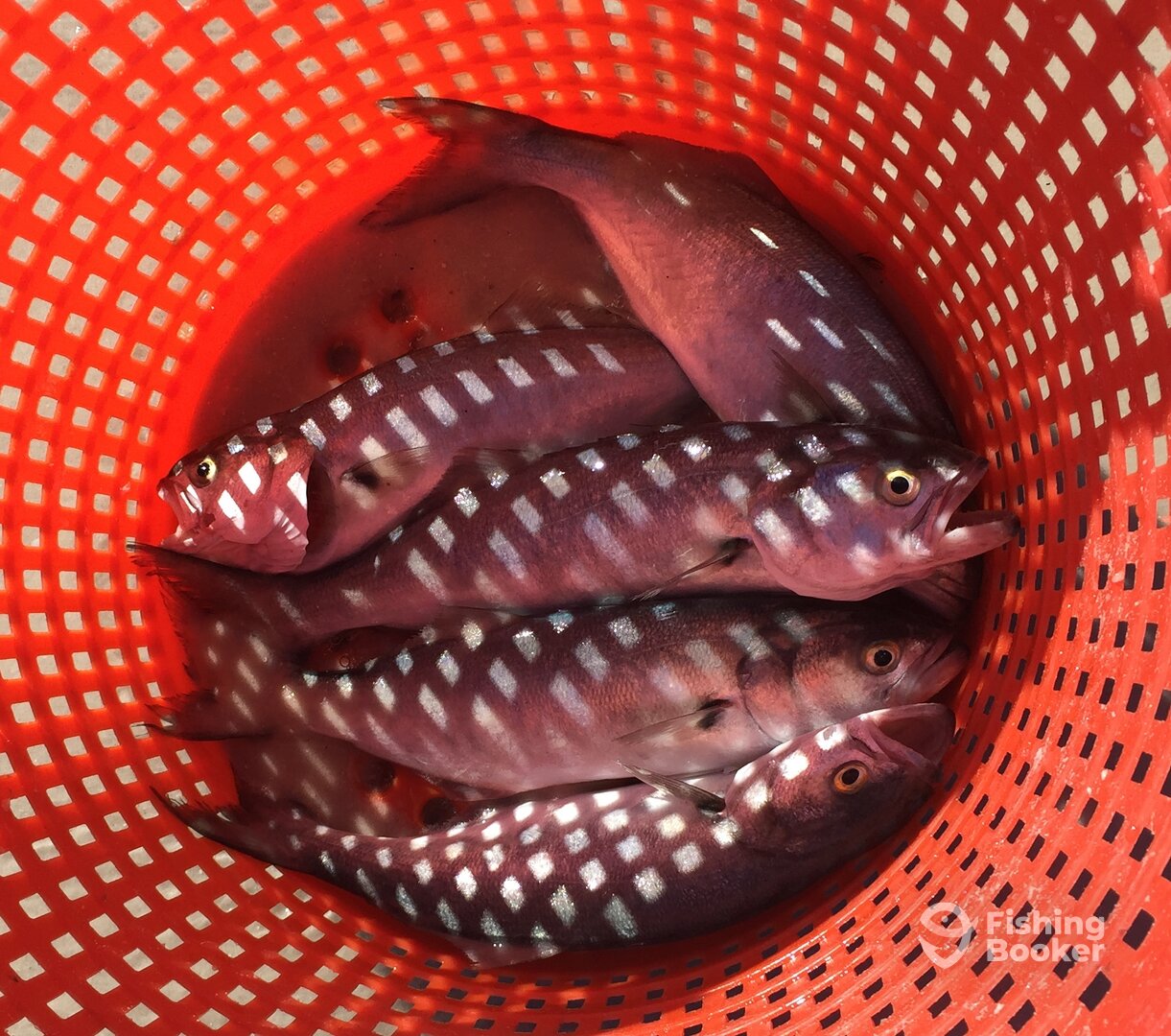 Basket of Blue Fish