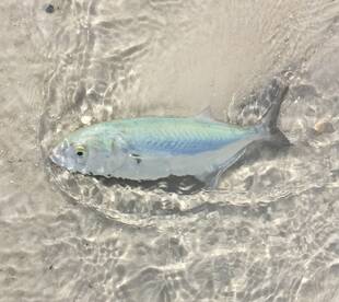 Blue fish