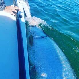Islamorada Report Photo 2