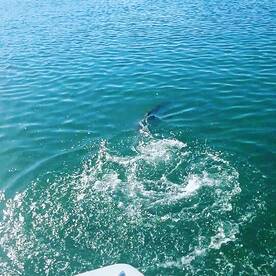 Islamorada Report Photo 1