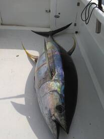 Le Morne Report Photo 2