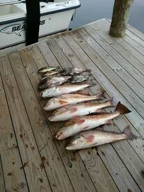 A Cold day in the marsh