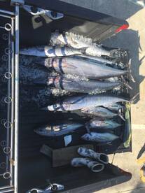 Murrells Inlet Report Photo 1