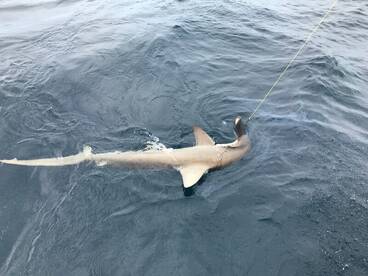 Fort Lauderdale Report Photo 1