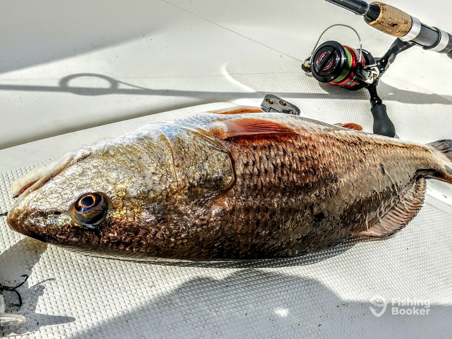 Port Orange Report Photo 0