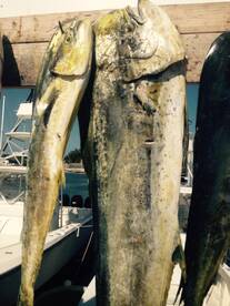 MahiMahiMahiMahi