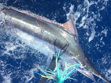 Sydney Report Photo 2