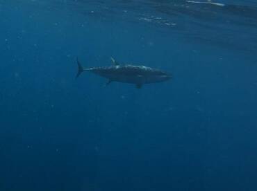 Quepos Report Photo 2