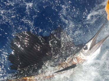 4 day’s in a row 4 hours charter with bi