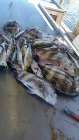 Inshore Action is hot!