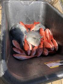 Orange Beach Report Photo 2