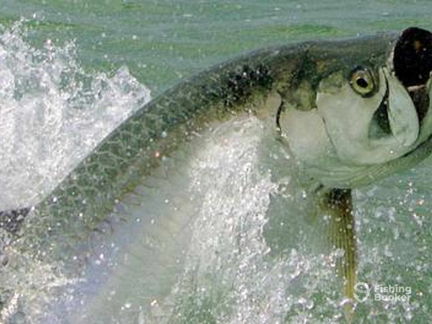 One of our beautiful Silver Kings breaching.