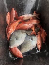 Orange Beach Report Photo 1
