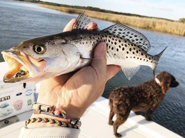 Pretty trout