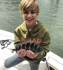 Sheepshead the zebra fish