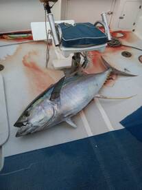 Le Morne Report Photo 1