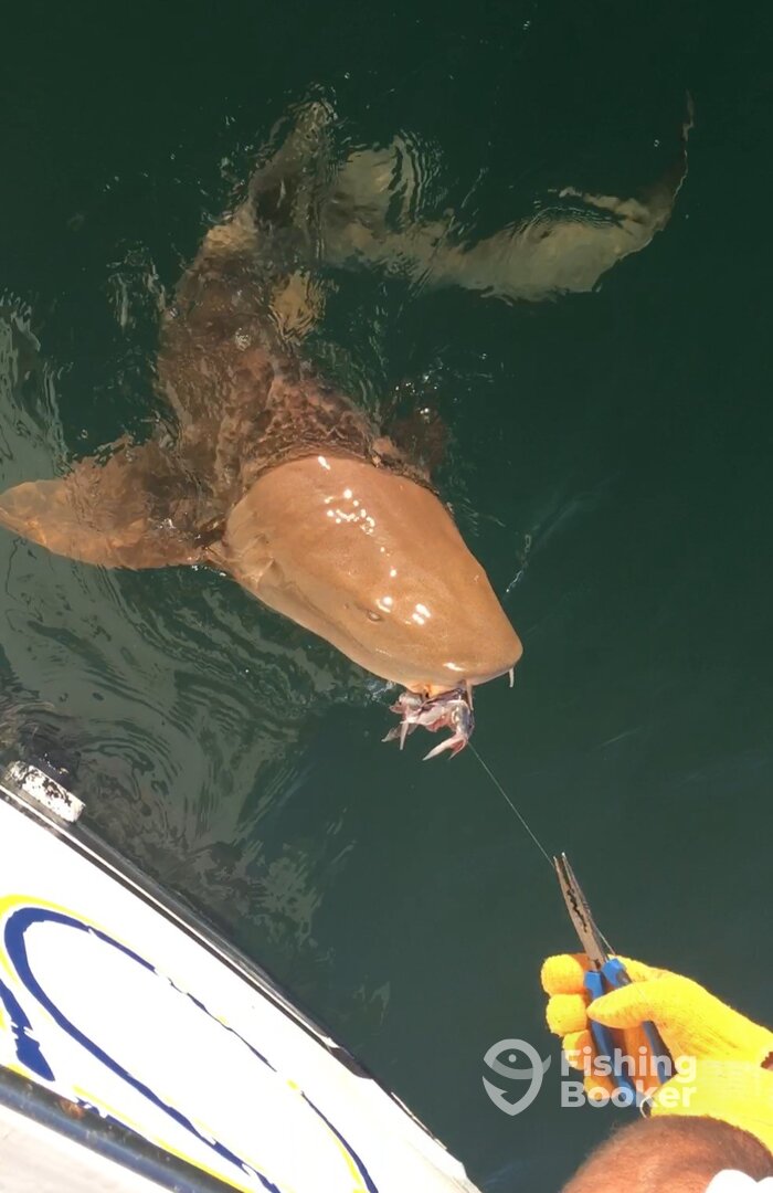 Islamorada Report Photo 0