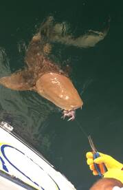 Night Tarpon & Shark