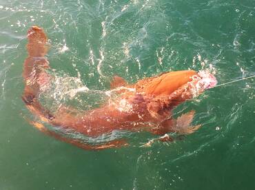 Islamorada Report Photo 2