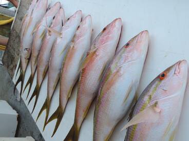 Everyone was hungry today