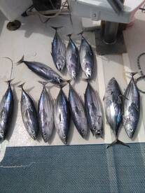 Le Morne Report Photo 2
