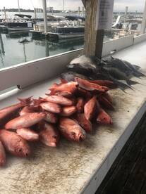 Orange Beach Report Photo 1