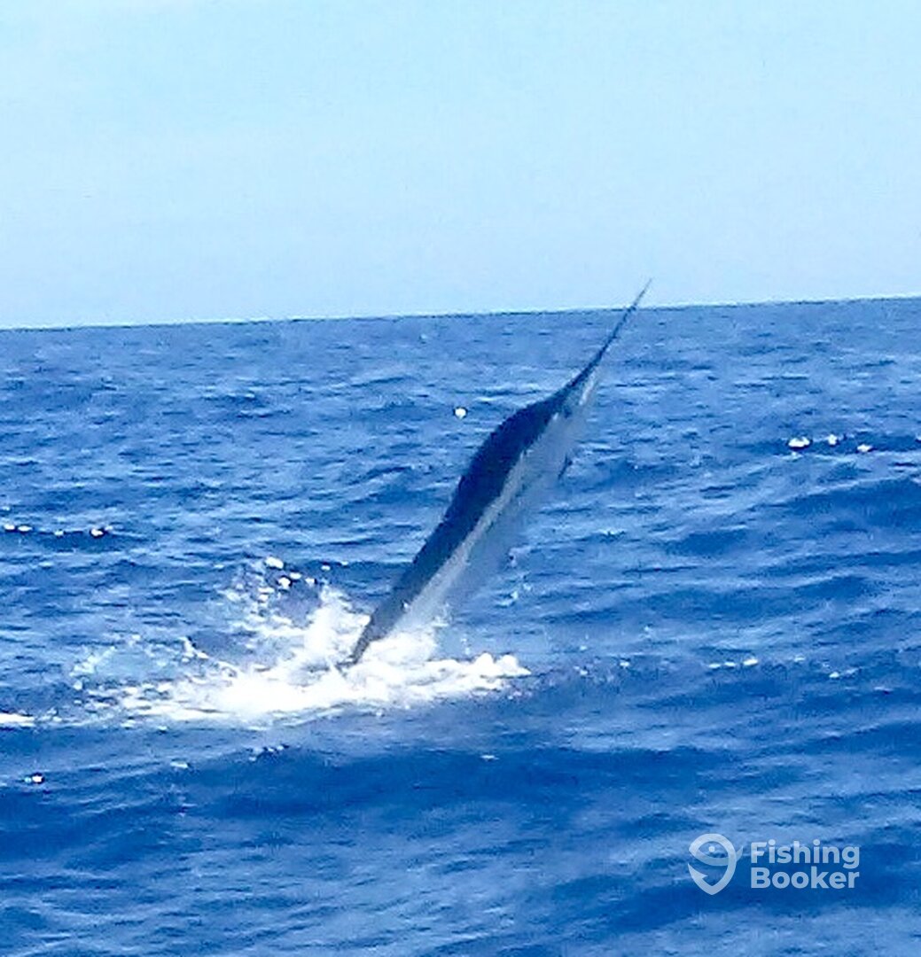 Marlin Fever fishing punta cana Atlántida p