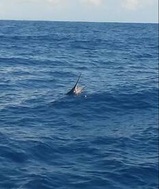 Marlin Fever fishing punta cana Atlántida