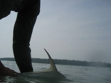 Water is 85 degrees and the fish are hap