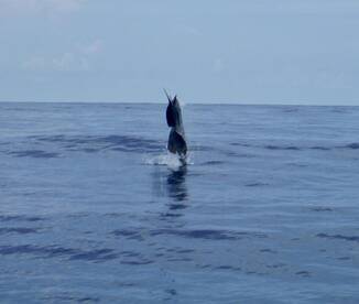Quepos Report Photo 1
