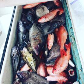 A great day bottom fishing 