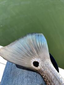 Mount Pleasant Report Photo 2