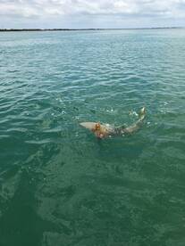 Ramrod Key Report Photo 2