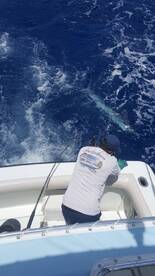 Marlin Fever 4-4 white marlins