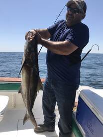 King Mackerel and Cobia