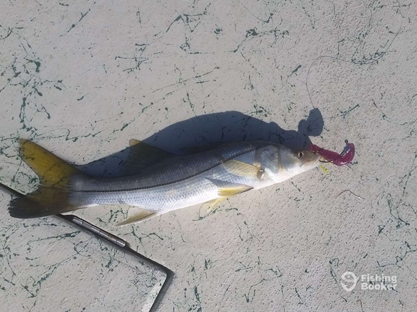 South Padre Island Report Photo 0