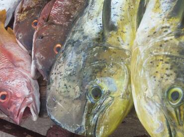 La Paz Report Photo 2