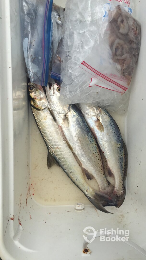 South Padre Island Report Photo 0