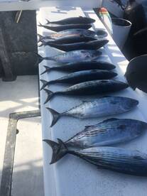 Puerto Vallarta Report Photo 1