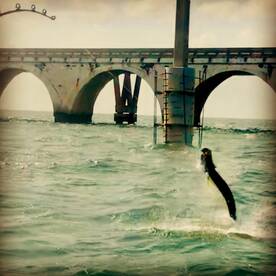 Islamorada Report Photo 1