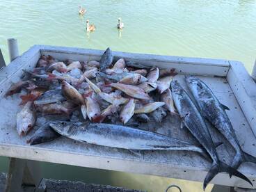 King mackerel and pile of snapper