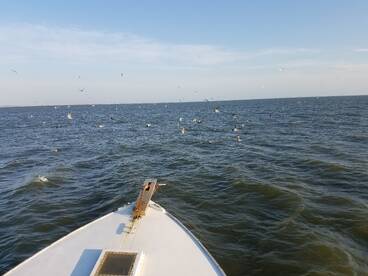 Nags Head Report Photo 2