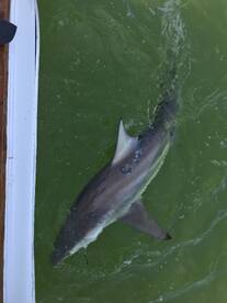 Big Sharks!! King Mackerel and More