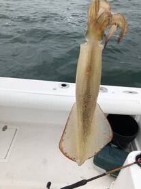 Squid Fishing Outstanding
