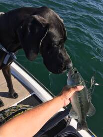 The big ones have been biting at night!