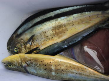 Quepos Report Photo 1