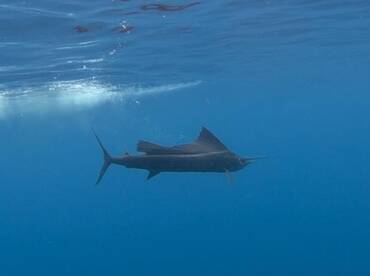 Quepos Report Photo 2