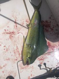 Orange Beach Report Photo 2